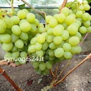 Kondariov 6 seedless