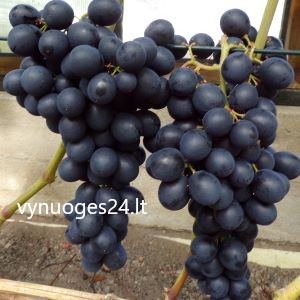 Black Emerald seedless