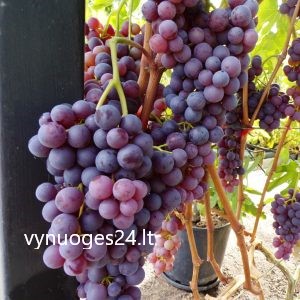 Heike seedless
