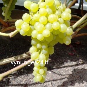 White flame seedless