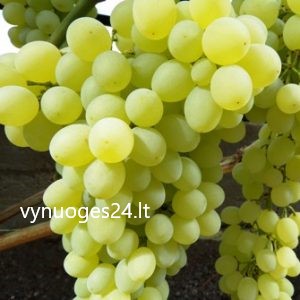 Citronij seedless