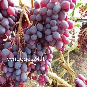 Zaporozskij seedless