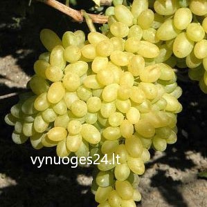 Sentenel Seedless (Stoletie)