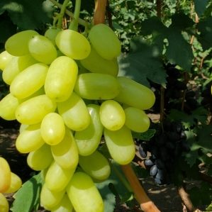 Ranniaja blondinka (Ankstyva blondine)