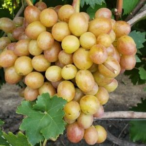 Muskat hrustinka