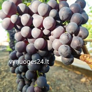 Venus seedless