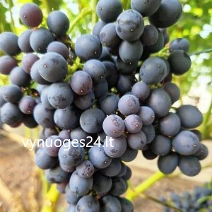 Beauty seedless