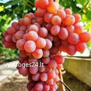 Assol (Pamiati Smirnova) seedless