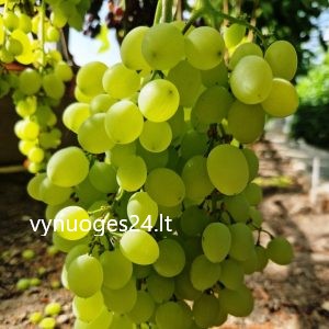 Volodar seedless