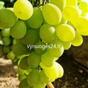 Afrodita seedless