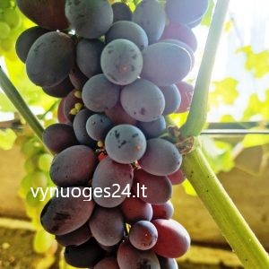 Saturn seedless