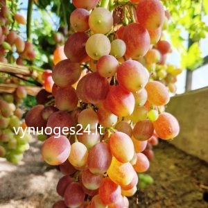 Lucistij seedless