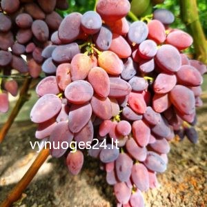 Scarlet Royal seedless