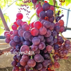 Red Flame seedless