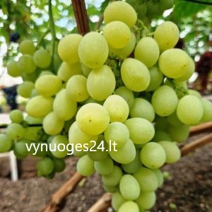 Liucija seedless