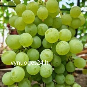 Niagara seedless