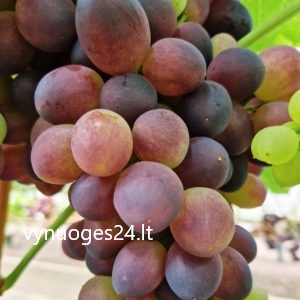 Exotic seedless