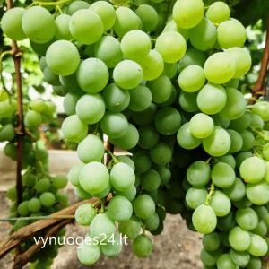 Markiz seedless