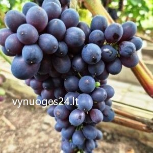 Joy seedless