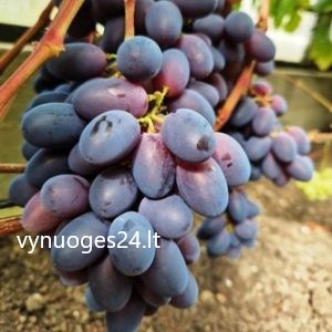 Novichek (Legenda)