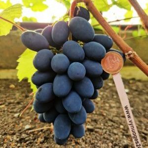 Rebbeka seedless