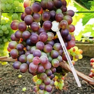 Rubi seedless