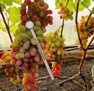 Alice in Wonderland seedless