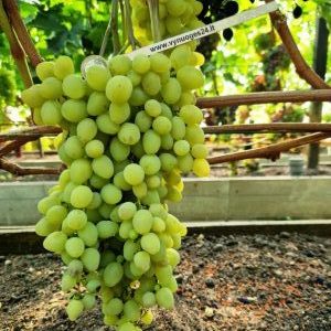 Kodrus seedless