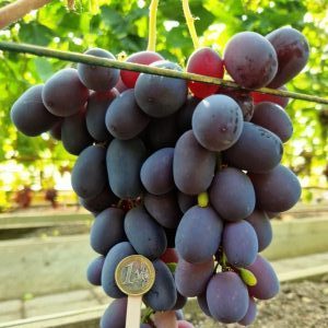 Lorano