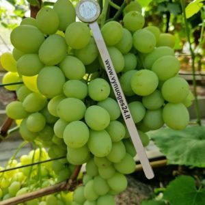 Blyan seedless