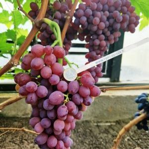 Džin seedless