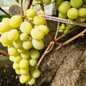 Nadioznij seedless