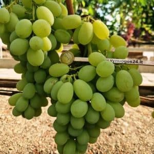 Regal seedless