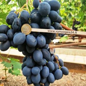 Summer Royal seedless