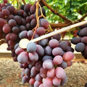 Tangra seedless