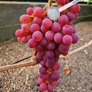 Red Rose seedless