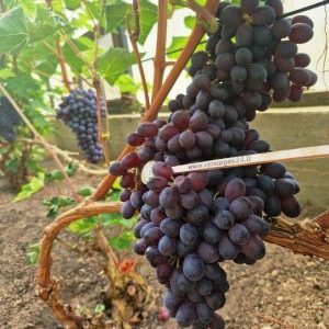 Black Monucca seedless
