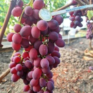Marmeladnij seedless