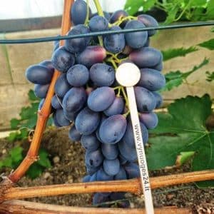 Zornica seedless