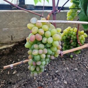 Rea seedless