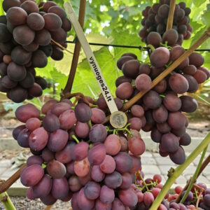 Muskat novosahtinskij