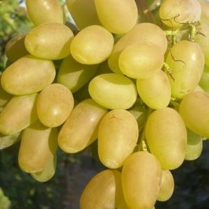 Arsenevskij seedless