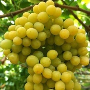 Sugar drops (Ratatuj)
