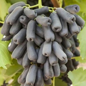 Avatar seedless