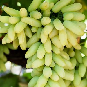 Lambordzini seedless (IFG29)