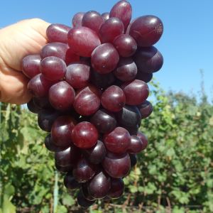 Skazka seedless