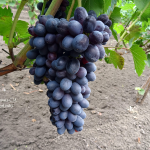 Feyz seedless