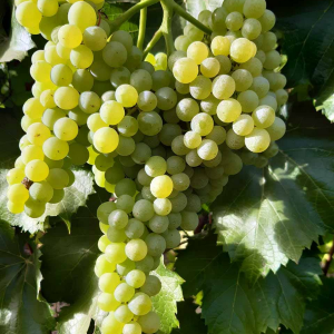 Spartan seedless