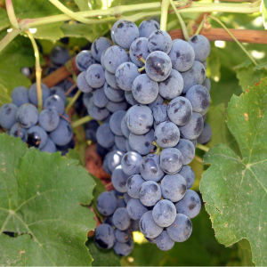 Glenora seedless