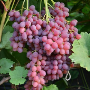 Veles seedless